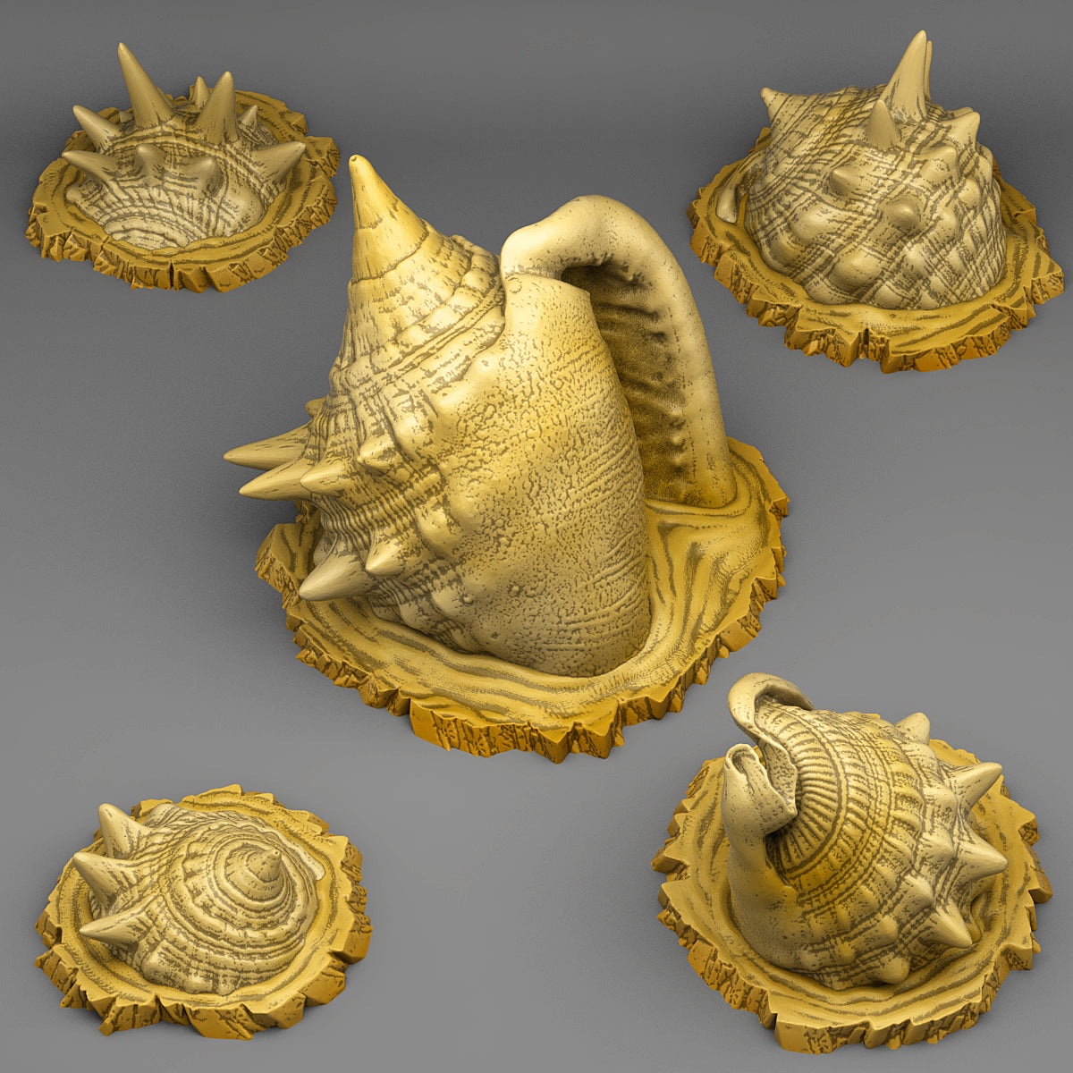 Coquillages géants